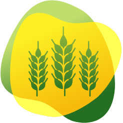 Ikona pšenice jako potraviny, která může u lidí s nesnášenlivostí lepku způsobovat plynatost a nadýmání.